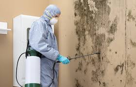 Why You Should Choose Our Mold Remediation Services in Marvell, AR